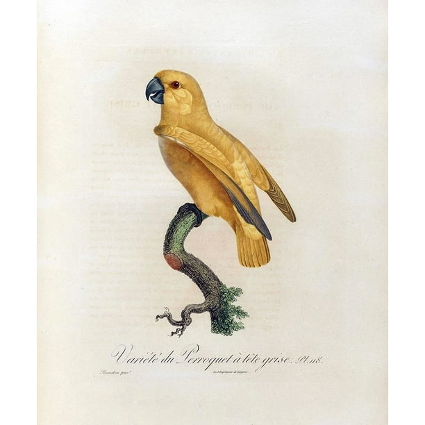 Variete Du Perroquet A Tete Grise Poster Print By Jacques Barraband Walmart Com Walmart Com