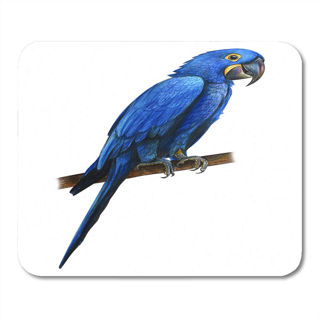 HD wallpaper: hyacinth macaw selective focus photography, animal, bird,  parrot | Wallpaper Flare