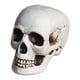 thumbnail image 2 of Halloween Skeletons Plastic Realistic Fake Simulation Human Skull HeadBone Model Halloween Prop Realistic Mini Skeleton Spooky Halloween Decoration, 2 of 5