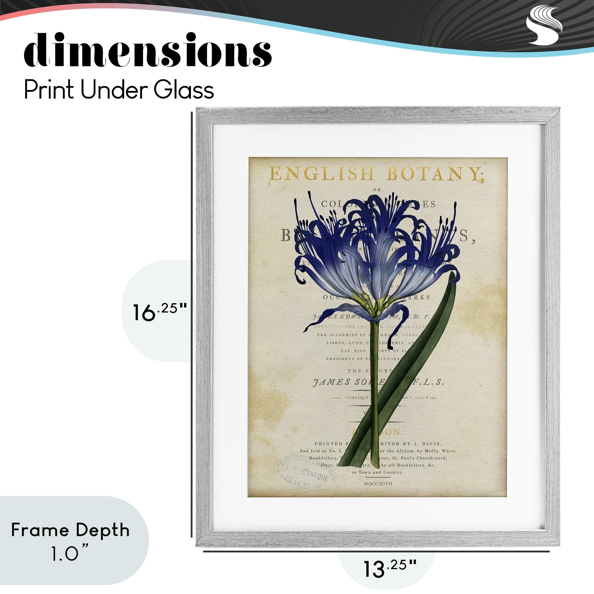 Stupell Industries English Botany Blue Floral Gray Framed Print Under Glass, design by Susan Arnot