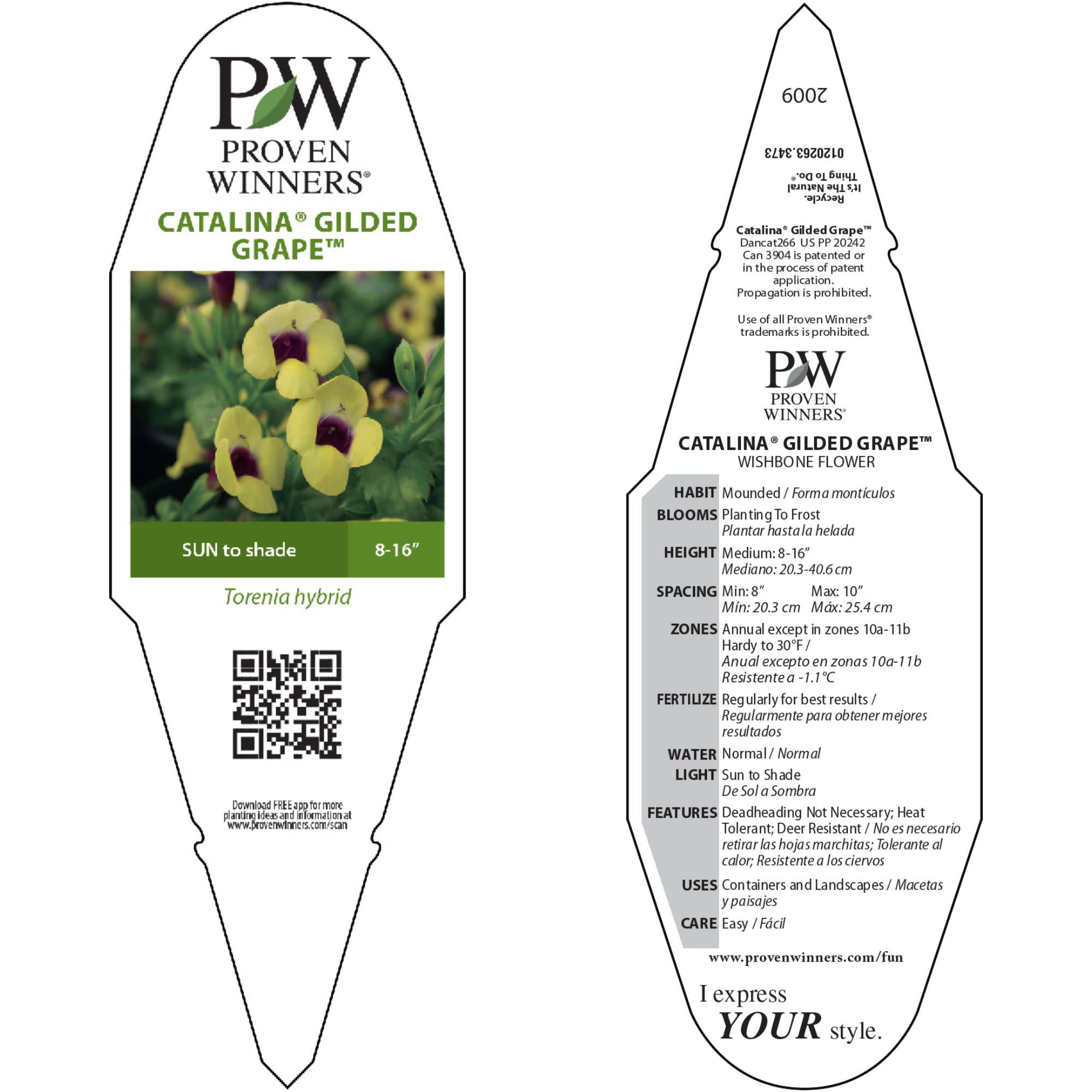 Proven Winners 4" Yellow Catalina Gilded Grape Wishbone Flower Live Plant in 4.25" Pot (4 Count)