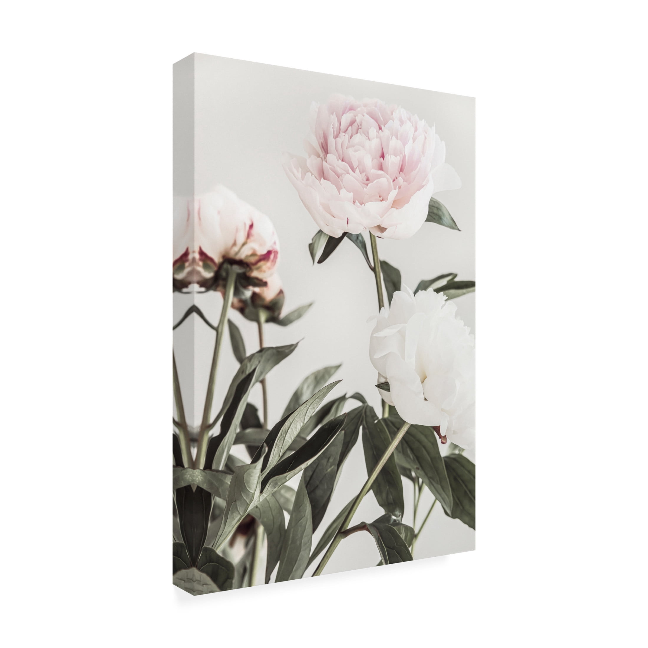 Pictufy Studio III 'Peony 4' Canvas Art - 16 x 24 Inches