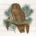 thumbnail image 3 of Kimberly, Allen 12x12 Black Modern Framed Museum Art Print Titled - Owl 2, 3 of 5