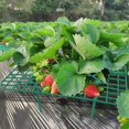 thumbnail image 2 of Support de Fraise Expédition Rapide Cadre Support de Balcon Support de Plantation de Fruits, 2 of 5