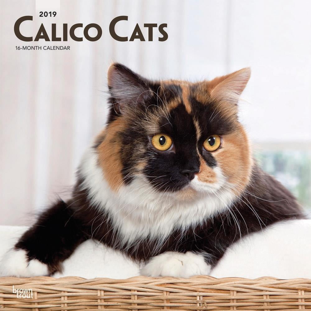 buy calico