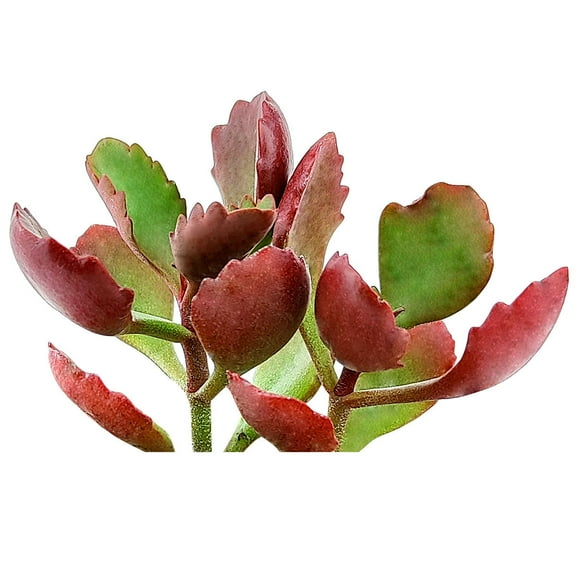 Six Angled Kalanchoe (2"  Plastic Pot) - Tiny, Lovely, Easy to Care Succulent for Beginners - Live Healthy Succulent - Best Indoor Plant