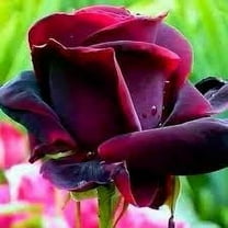 Rare Rose Seeds True Blood Rose Bush 20 Seeds