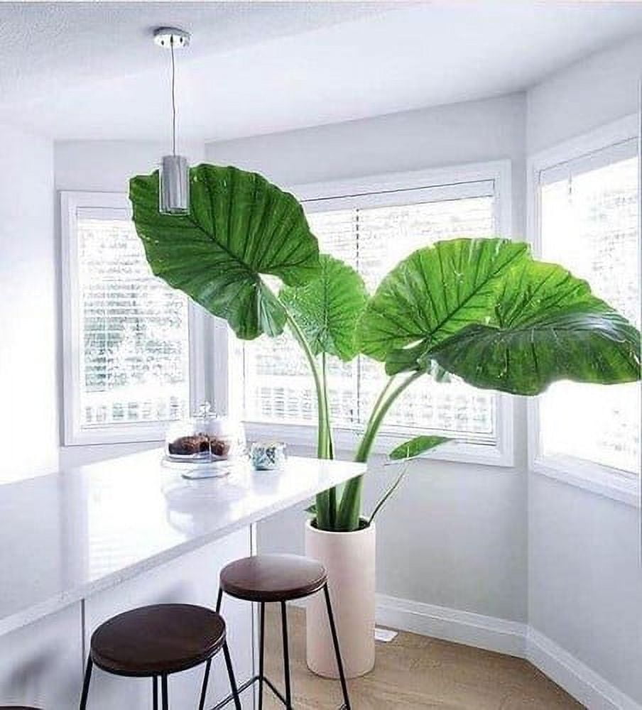 ⭐ GARDENERA Elephant Ear Plant Potting Soil - Experience Thriving Plants and Striking Foliage with this Professional Grade Mix - 10 QUART