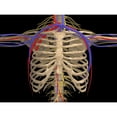 thumbnail image 2 of Rib cage with nerves  arteries and veins Poster Print, 2 of 2