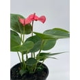 thumbnail image 5 of Anthurium Pink, Flamingo Lily, andraeanum Linden, Painter's Palette in 4 inch Pot, Very Full Healthy, 5 of 9