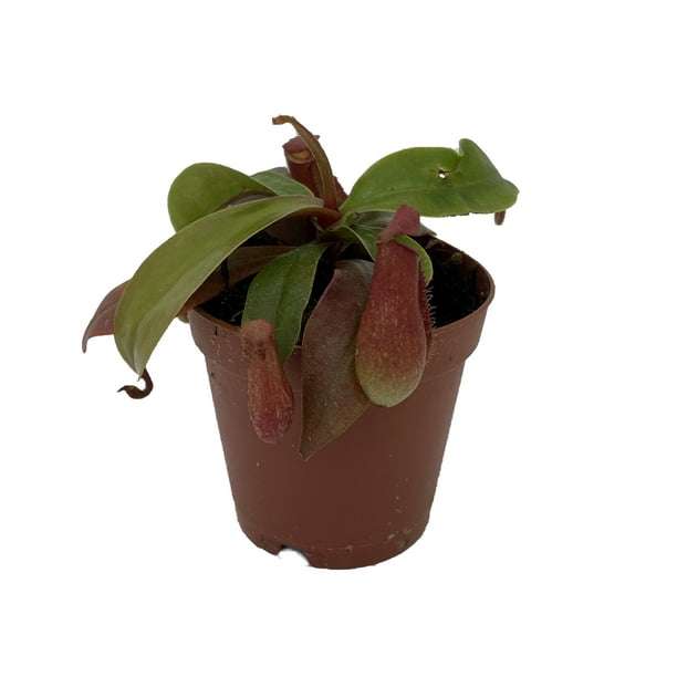 Red Asian Pitcher Plant Nepenthes alata Carnivorous Exotic 2" Pot