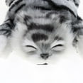 thumbnail image 3 of Figura de peluche de gato sonriente, encantadora figura de acción, modelo para decoración de mesa. Gris, 3 of 8