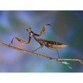 thumbnail image 3 of Hoffman, Jimmy 24x19 Black Modern Framed Museum Art Print Titled - Mantis Religiosa, 3 of 5