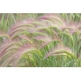 thumbnail image 2 of Mahan, Kathy 32x23 Gold Ornate Wood Framed with Double Matting Museum Art Print Titled - Foxtail Barley I, 2 of 4