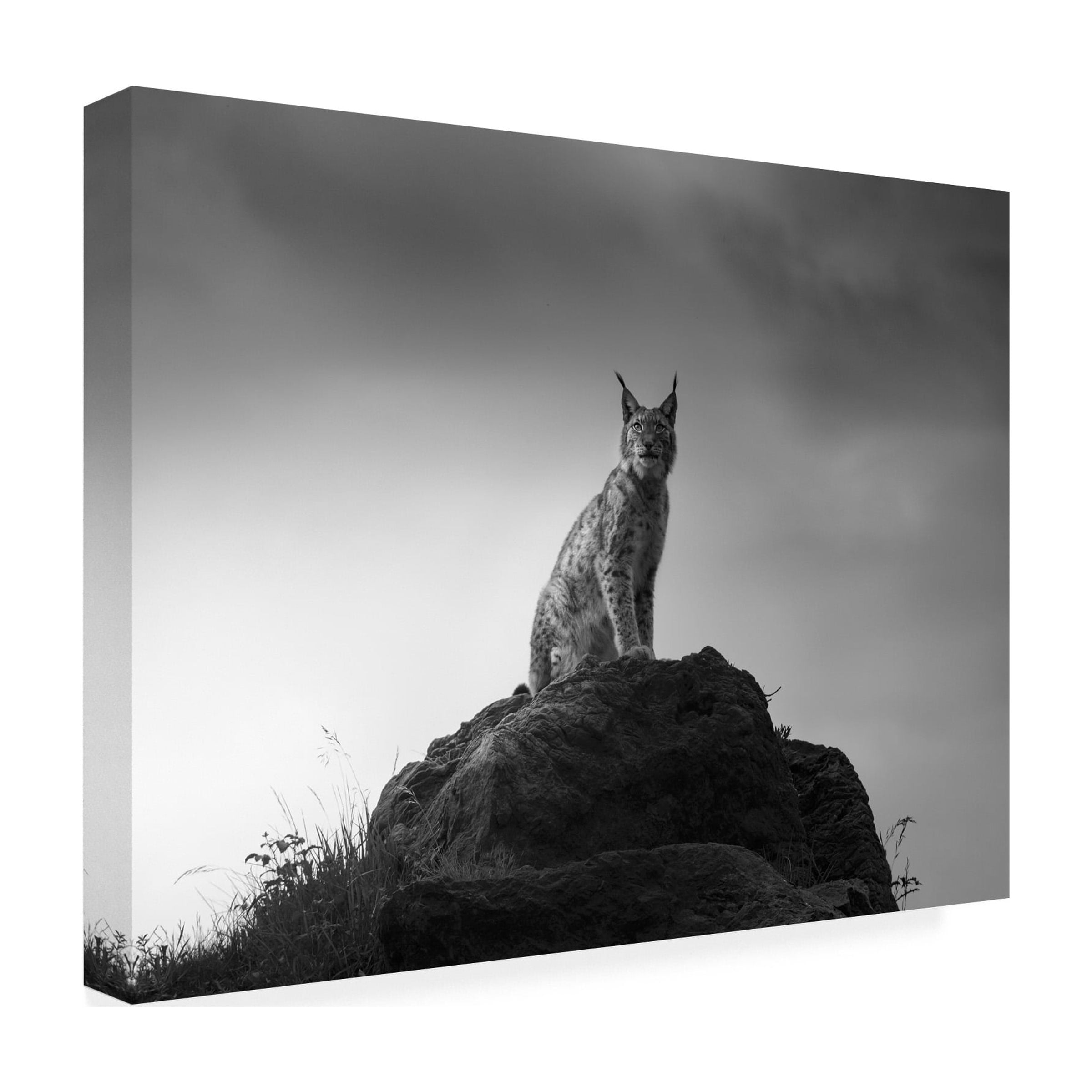 Sergio Saavedra Ruiz 'Lynx Drama' Canvas Art