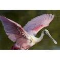 thumbnail image 2 of Kaveney, Wendy 24x17 White Modern Wood Framed Museum Art Print Titled - FL, Everglades NP Roseate spoonbill with wings, 2 of 4