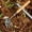 B, variant on Weed Puller Tool, Wooden Handle Weeder Tool, Metal Leverage Base and V-Shaped Forks for Easy Weed Removal & Deeper Root Digging, Quick and Easy Weed Pull Tool,