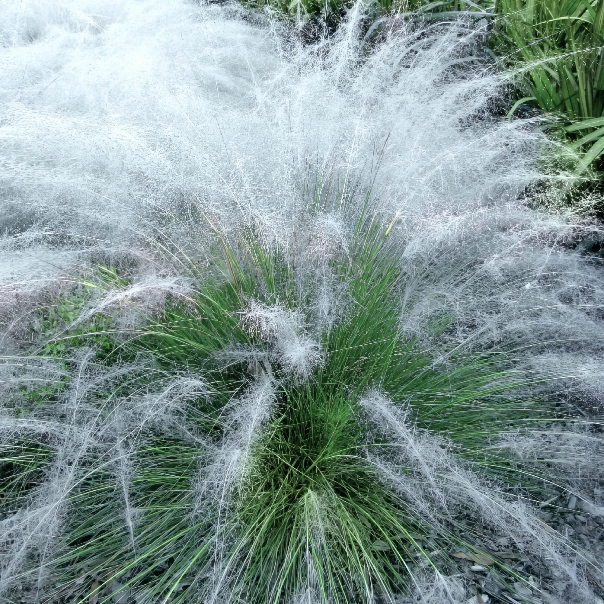 National Plant Network 3 gal. White Cloud Muhly Grass Plant
