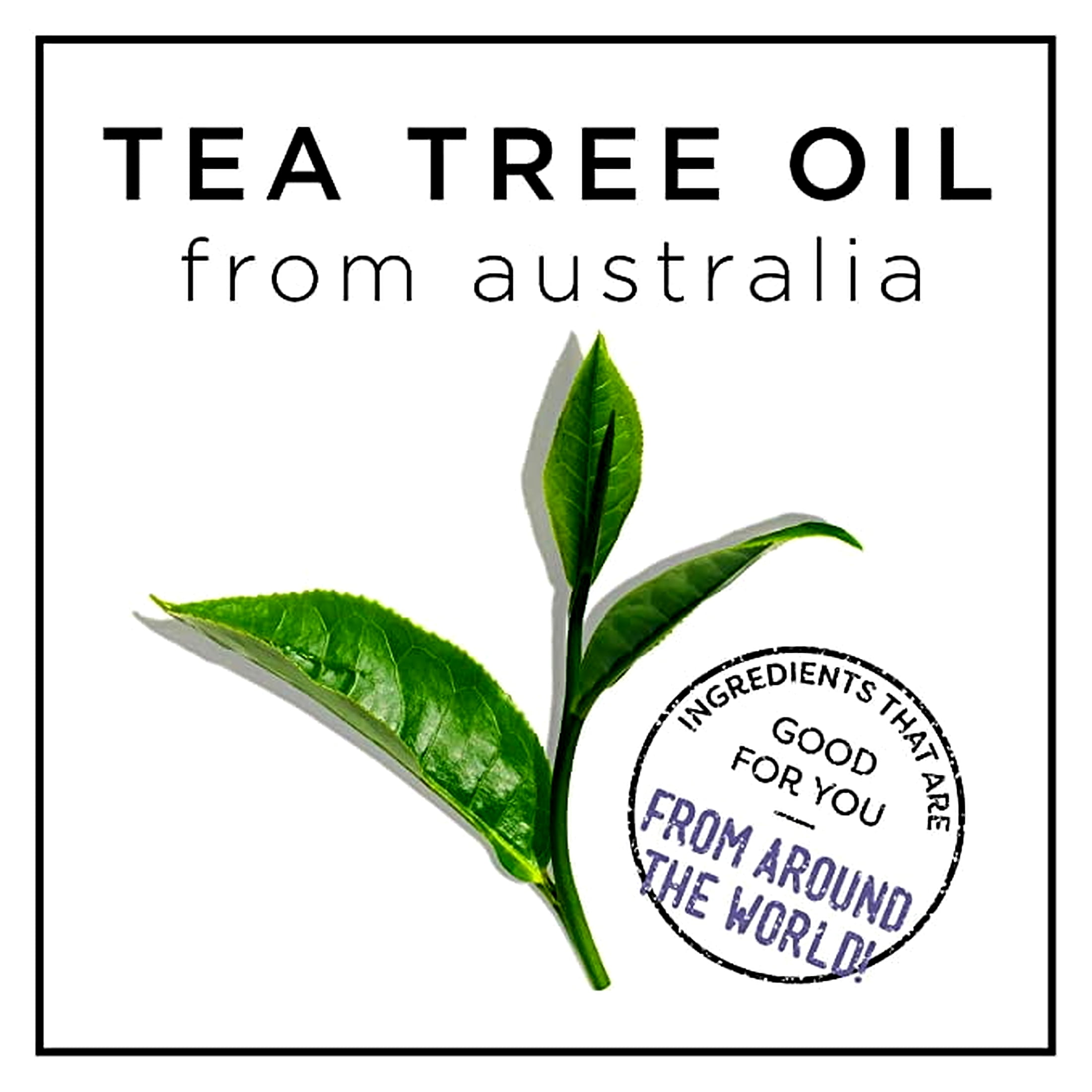HASK TEA TREE OIL & ROSEMARY Shampoo and Conditioner Set Soothing and Restoring Scalp Care - Color safe, gluten-free, sulfate-free, paraben-free - 1 Shampoo and 1 Conditioner