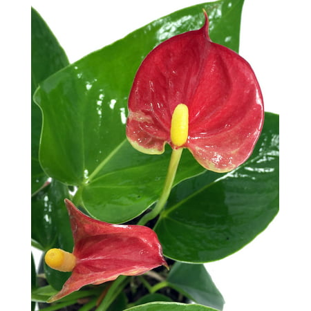 Sierra Anthurium Plant - Easy to Grow Blooming House Plant - 4