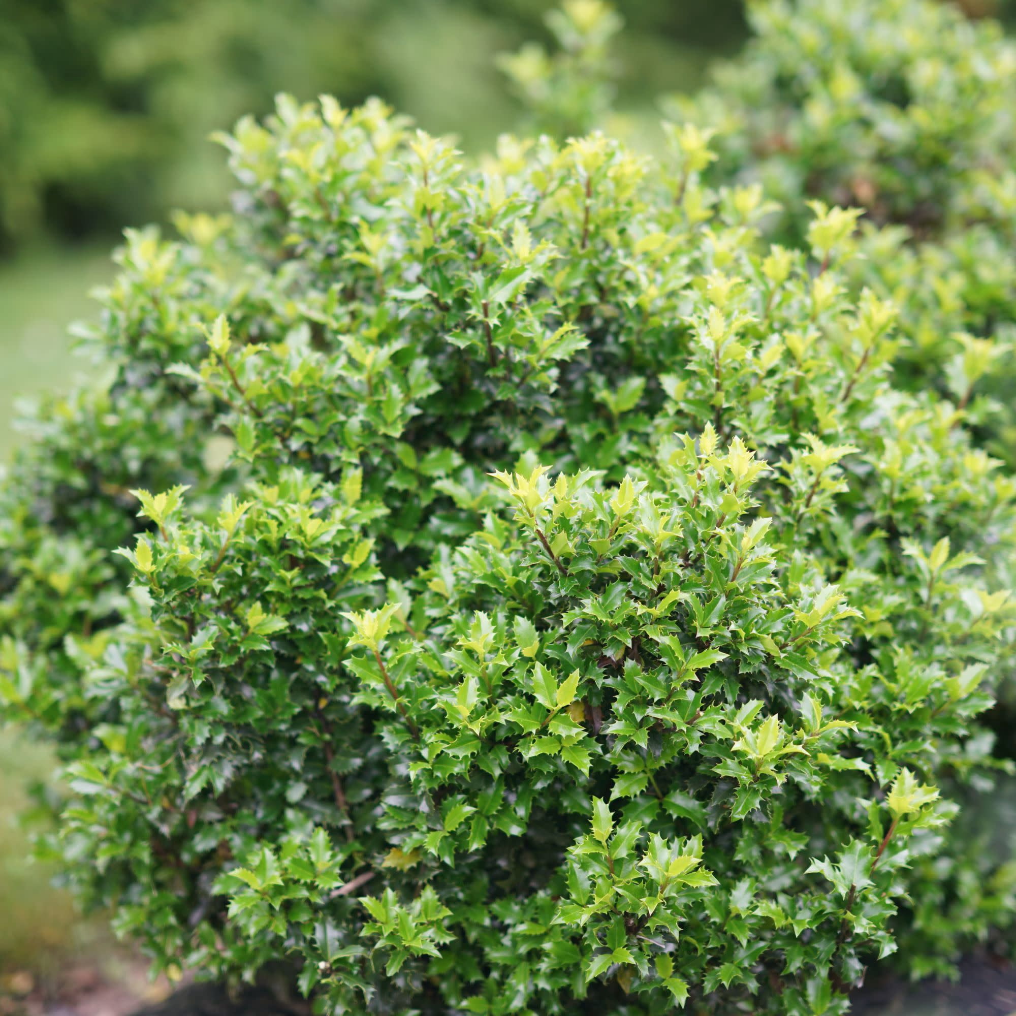 Proven Winners ColorChoice 5" Castle Keep Blue Holly Live Plant in 4.5" Pot (4 Count)