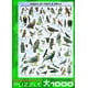 Eurographics  - Birds of Prey & Owls, 1000 PC Puzzle – image 4 sur 4