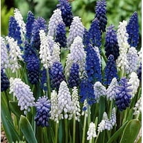 Delft Blue Grape Hyacinth Mix, Muscari Bulbs - Beautiful Spring Blooms, Perennial Garden Flowers (50 Bulbs)