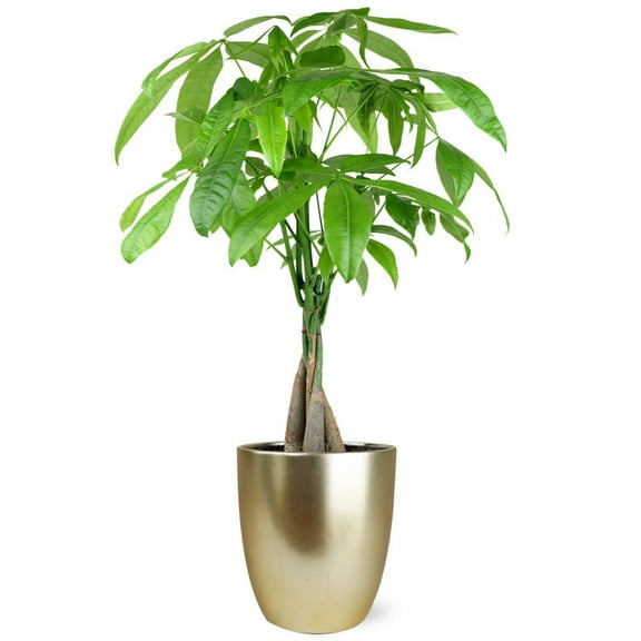 From You Flowers - Whimsical Money Tree for Birthday, Anniversary, Get Well, Congratulations, Thank You, All Occasions