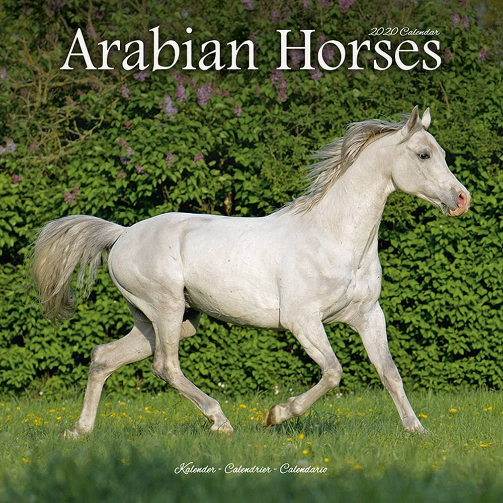 Arabian Horses Wall Calendar 2020 by Avonside - Walmart.com - Walmart.com