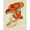 thumbnail image 2 of Unknown  12x14 Gold Ornate Wood Framed with Double Matting Museum Art Print Titled - Mushroom Varieties VII, 2 of 4