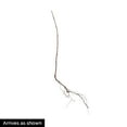 thumbnail image 3 of Prelude Raspberry Dormant Bare Root Fruit Bearing Plant (1-Pack), 3 of 3