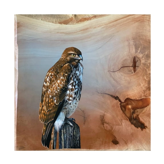 Canvas Wall Art - Jim Brune 'Redtail Hawk' Wall Art for Living Room, Bedroom, or Office DÃ©cor by Trademark Fine Art - 24 x 24 Inches