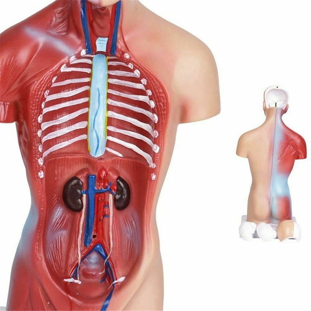 Gebuter 4D Anatomical Assembly Model of Human Organs for Teaching Education School