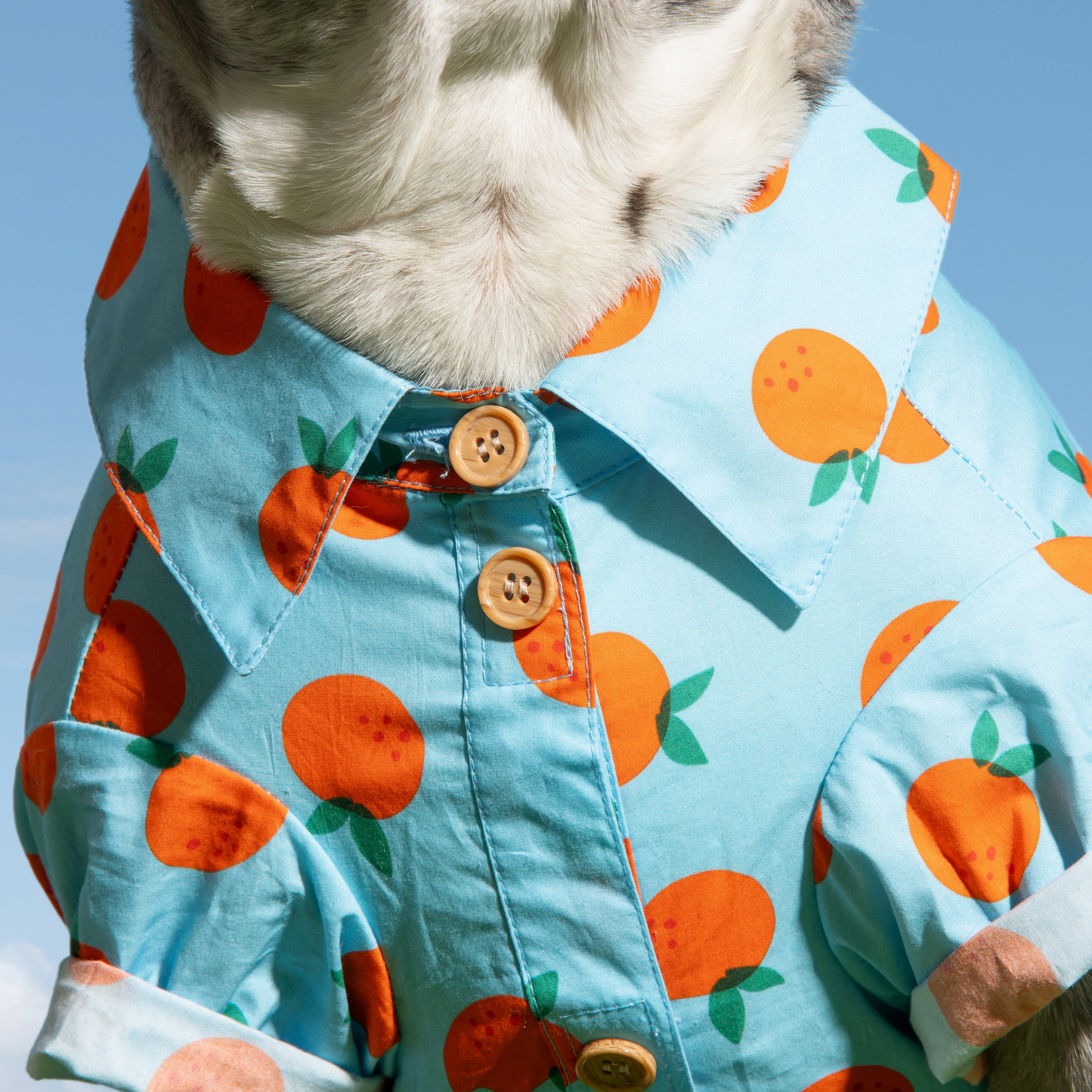 Oodles Sweet Citrus Boxy Button Up Dog Shirt, Blue, Medium