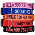 thumbnail image 1 of Collar para perro GoTags personalizado bordado y ajustable de nailon, 1 of 9