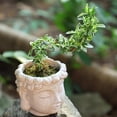thumbnail image 4 of LICEWO Light weight Durable Resins Buddhas Planter For Succulents And Home Decoration, 4 of 8