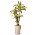 thumbnail image 1 of National Tree GAD30-21G 21 in. Dracaena Plant In Ceramic Pot - Green, 1 of 1
