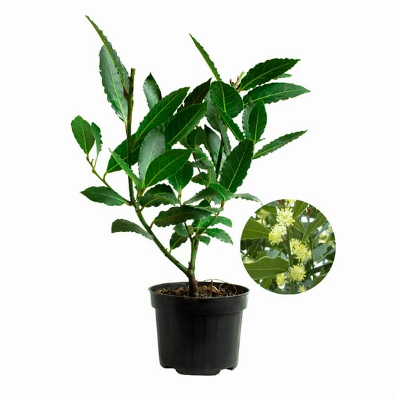 Bay Leaf Live Plant, 8 to 10 Inches in Tall, Laurel Nobilis for Indoor Outdoor Planting