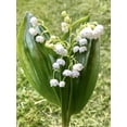thumbnail image 2 of Convallaria “Lily of the Valley“ (5 pips root bulbs) - Flourishing Venture, 2 of 6