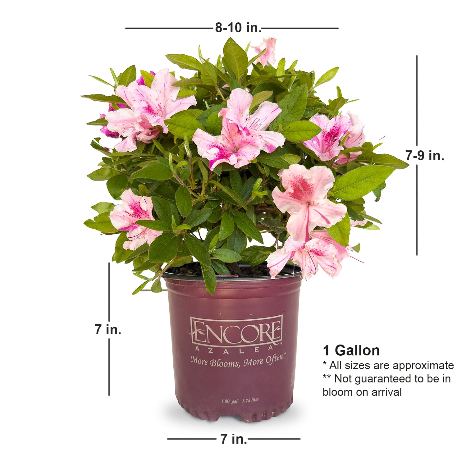 Encore Azalea Autumn Twist (1 Gallon) Purple and Pink Flowering Shrub - Full Sun Live Outdoor Plant