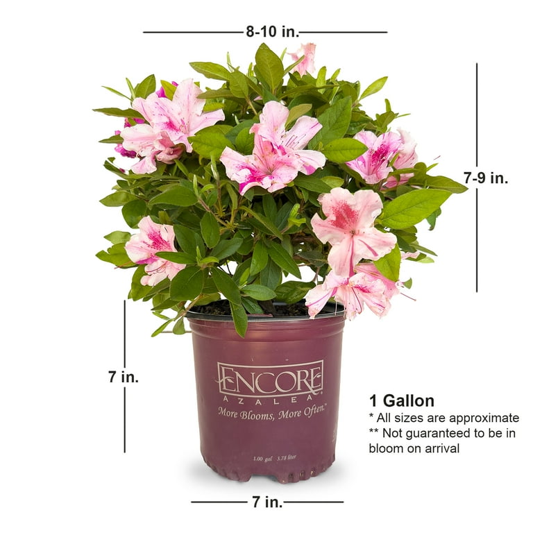 Encore Azalea Autumn Twist (1 Gallon) Purple and Pink Flowering