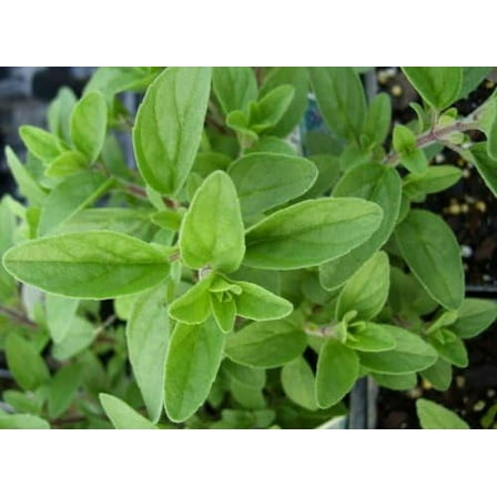 Italian Oregano (Origanum vulgare) Organic Plant in 2.5-Inch Pot by Smoke Camp Crafts - Versatile Culinary Herb