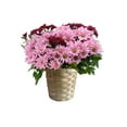 thumbnail image 4 of Mother's Day Mum Bouquet 6.5 in., 4 of 5
