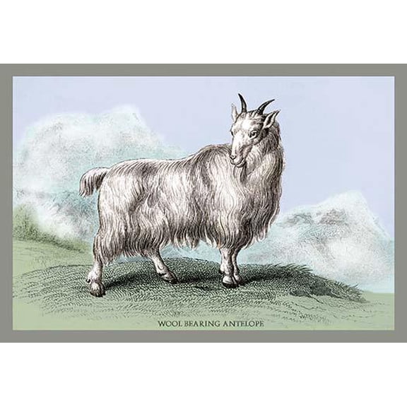 The Wool-Bearing Antelope Fine art canvas print (20" x 30")