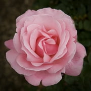 Van Zyverden Roses Queen Elizabeth 1 Plant Root Stock Pink Partial Sun Perennial Fragrant 3 lbs