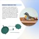 thumbnail image 4 of Baño para Pájaros Colgante Comedero para Pájaros Colgante Baños para Pájaros de Metal para Exteriores Bandeja Colgante Bandeja para Baño de Pájaros o Agua para Pájaros A, 4 of 5