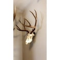 thumbnail image 4 of Buck Bracket - European Deer Skull Mount Hanger by Skull Bracket, Bronze, 4 of 8