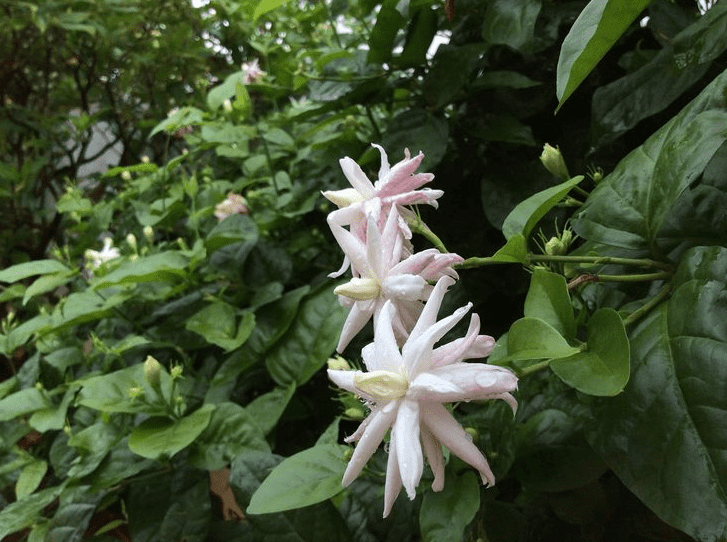 Jasmine Belle of India Live Plant 4-6 Inch Tall, White Blooming Jasmine for Indoor Outdoor Garden & Patio Decor