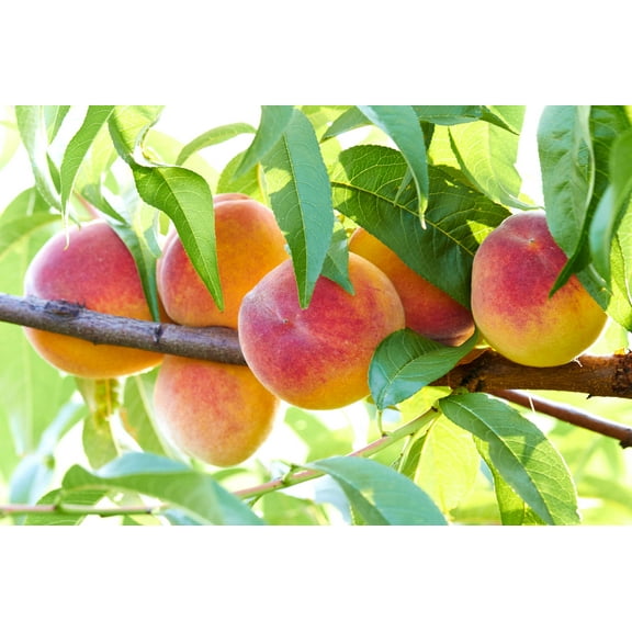 3 Seeds NEMAGUARD PEACH TREE Prunus Persica Fruit Pink Flower Seeds