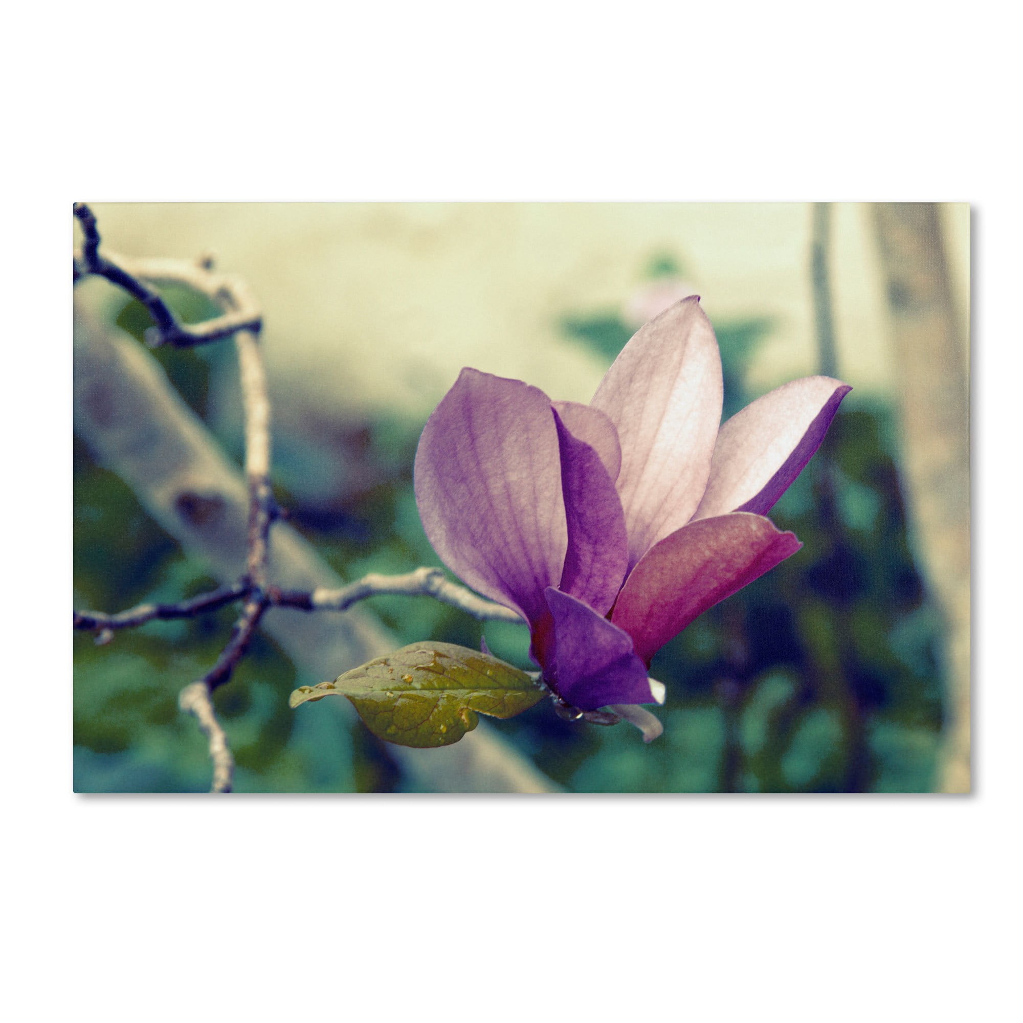 Trademark Fine Art "Pink Magnolia" Canvas Art by Patty Tuggle